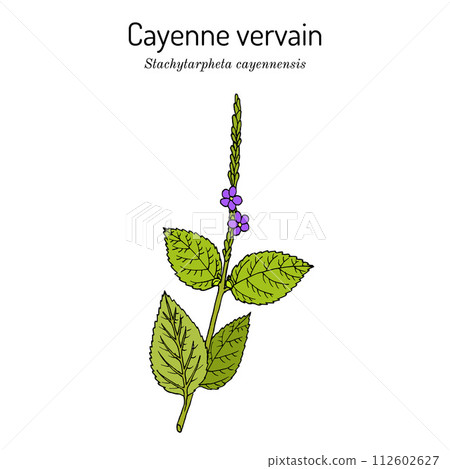 Cayenne snakeweed or false verbena Stachytarpheta cayennensis , medicinal plant Cayenne snakeweed or false verbena Stachytarpheta cayennensis , medicinal plant 112602627