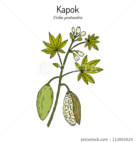 Kapok or Java cotton Ceiba pentandra , medicinal plant 112602629