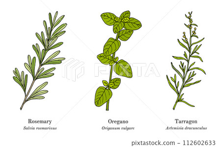 Collection of culinary herbs and spices Collection of culinary herbs and spices 112602633
