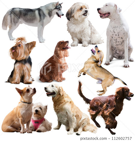 Large group of dogs isolated on a white background Large group of dogs isolated on a white background 112602757