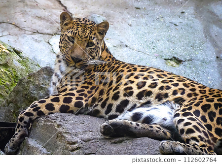 Close-up of a leopard resting on a rock within a zoo. Wild animal in captivity Close-up of a leopard resting on a rock within a zoo. Wild animal in captivity 112602764