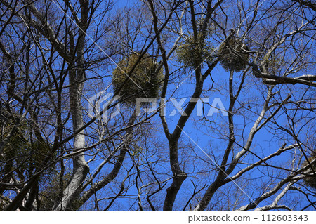 Mistletoe Mistletoe 112603343