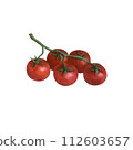 Cherry tomato on a branch  isolated on transparent background, watercolor illustration hand drawn, art for design and creativity. 112603657