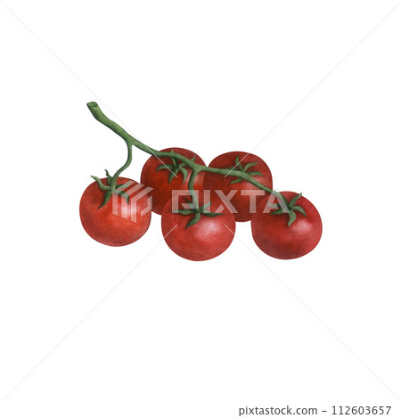 Cherry tomato on a branch  isolated on transparent background, watercolor illustration hand drawn, art for design and creativity. 112603657