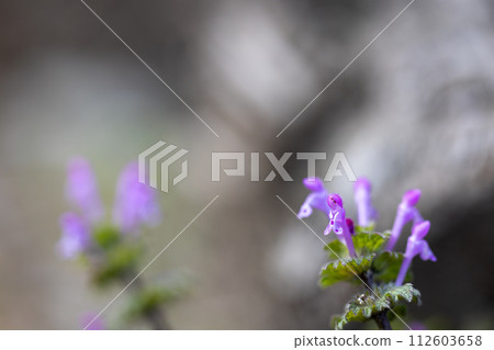 The pink flowers of the hotokenoza blooming in the spring field 112603658