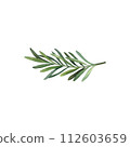 Rosemary branch watercoloRosemary branch watercolor illustration. Hand drawn clip art on isolated background. Botanir illustration. Hand drawn clip art on isolated background. Botanical nature sketch. 112603659