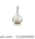 Watercolor illustration of garlic, vegetable isolated on transparent background. Art for design and creativity. 112603660
