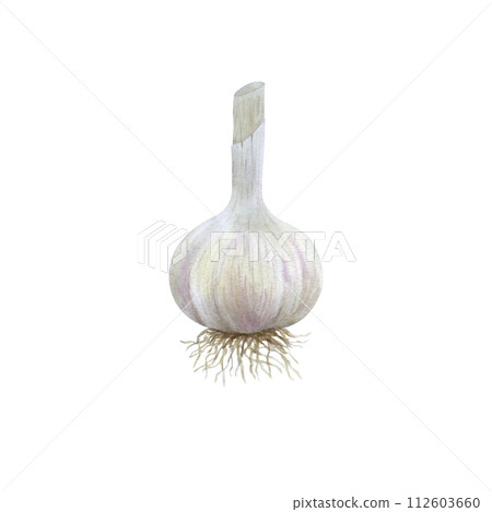Watercolor illustration of garlic, vegetable isolated on transparent background. Art for design and creativity. Watercolor illustration of garlic, vegetable isolated on transparent background. Art for design and creativity. 112603660