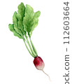 Radish watercolor illustration. Hand drawn vegetable isolated on transparent background. Drawing for creativity and design.  112603664