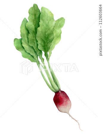 Radish watercolor illustration. Hand drawn vegetable isolated on transparent background. Drawing for creativity and design.  112603664
