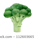 Fresh broccoli isolated on transparent background. Hand drawn watercolor botanical illustration. Art for design. 112603665