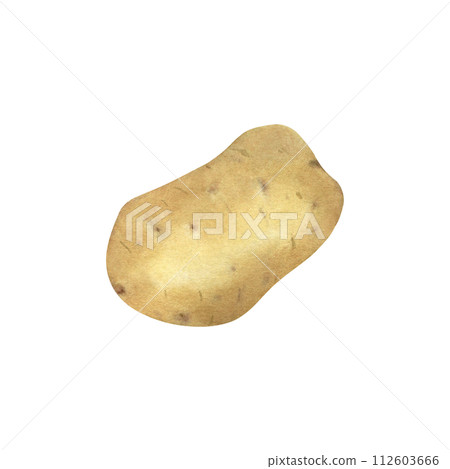 Fresh potato isolated on transparent background, watercolor illustration, hand drawn, art of design and creativity. 112603666