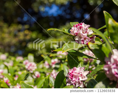 A fragrant flower that blooms in early spring. A fragrant flower that blooms in early spring. 112603838