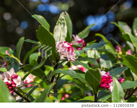 A fragrant flower that blooms in early spring. A fragrant flower that blooms in early spring. 112603839