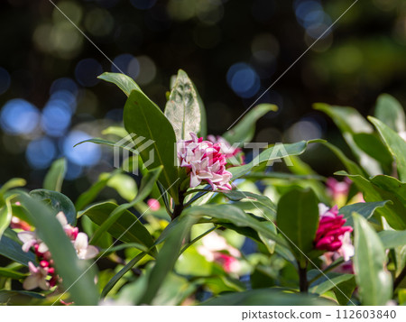 A fragrant flower that blooms in early spring. A fragrant flower that blooms in early spring. 112603840