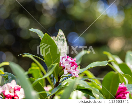 早春盛開的芳香花。 112603841
