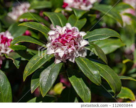 A fragrant flower that blooms in early spring. A fragrant flower that blooms in early spring. 112603844