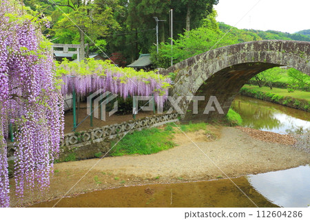 盛開的紫藤(大分市西片神社) 盛開的紫藤(大分市西片神社) 112604286