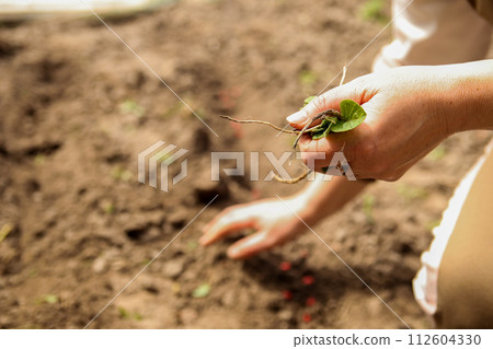 Close up of a female hand removing a weed. Close-up of a female hand meticulously pulling out a weed Close up of a female hand removing a weed. Close-up of a female hand meticulously pulling out a weed 112604330