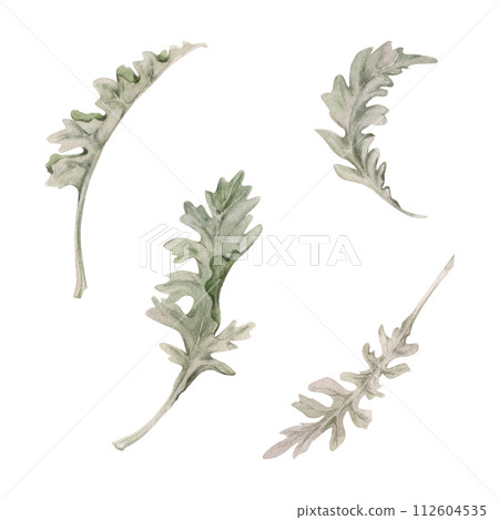 Hand drawn watercolor illustration botanical. Silver wormwood dusty miller cineraria bush berry tree plant leaves. Single object isolated white background. Design wedding stationery cards, flower shop 112604535