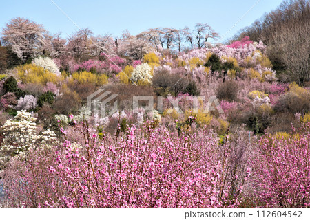 A village of flower arrangements in full bloom A village of flower arrangements in full bloom 112604542