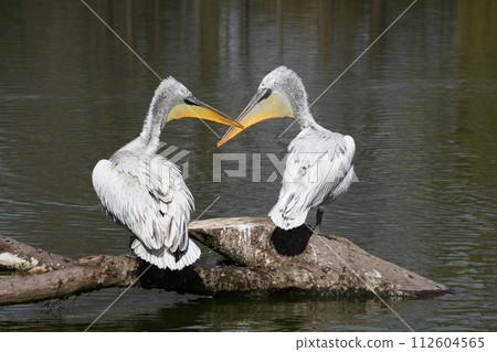 pelican, bird, pond 112604565