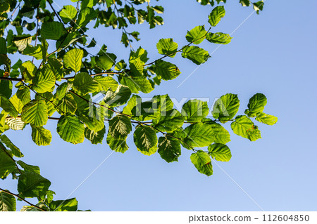 Fresh green Hazel leaves close up on branch of tree in spring with translucent structures against blurred background. Natural background Fresh green Hazel leaves close up on branch of tree in spring with translucent structures against blurred background. Natural background 112604850