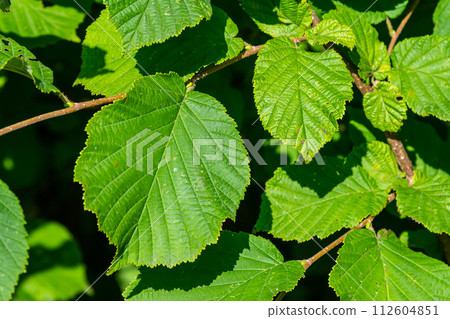 Fresh green Hazel leaves close up on branch of tree in spring with translucent structures against blurred background. Natural background 112604851