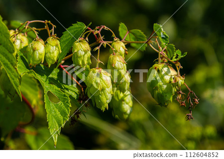 Hop cones grow on the stem of the plant 112604852