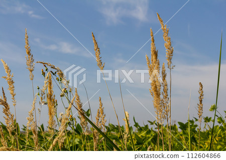 Inflorescence of wood small-reed Calamagrostis epigejos on a meadow Inflorescence of wood small-reed Calamagrostis epigejos on a meadow 112604866