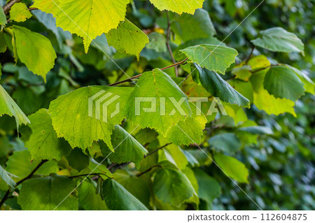 Fresh green Hazel leaves close up on branch of tree in spring with translucent structures against blurred background. Natural background 112604875