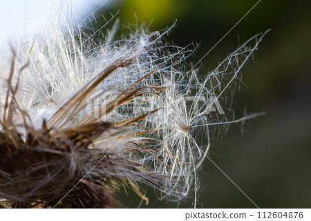 Autumn background - close-up of a boar thistle 112604876