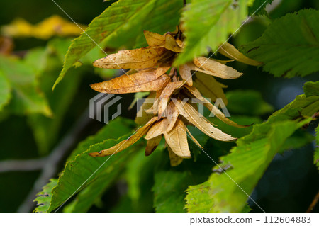Branch of a hornbeam Carpinus betulus with drooping inflorescence and leaves in autumn, selected focus, narrow depth of field, copy space in the blurry background Branch of a hornbeam Carpinus betulus with drooping inflorescence and leaves in autumn, selected focus, narrow depth of field, copy space in the blurry background 112604883