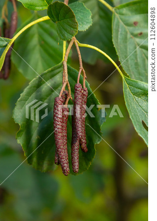Speckled alders spread their seed through cone-like structures Speckled alders spread their seed through cone-like structures 112604898