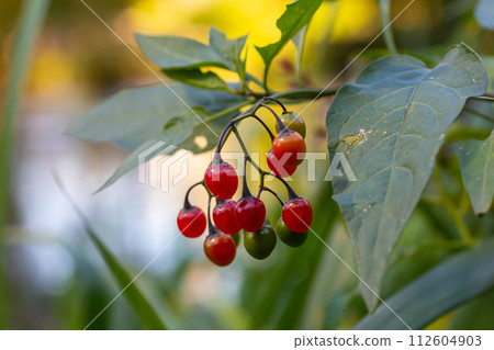 Red berries of woody nightshade, also known as bittersweet, Solanum dulcamara seen in August Red berries of woody nightshade, also known as bittersweet, Solanum dulcamara seen in August 112604903