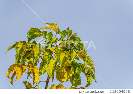 Autumnal leaves of an ash-leaved maple Acer negundo tree in the autumn Autumnal leaves of an ash-leaved maple Acer negundo tree in the autumn 112604906