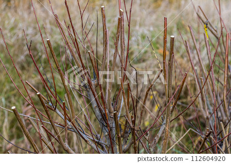 Salix purpurea purple willow or osier is a species of Salix native to most of Europe. Purple willow catkin, Salix purpurea Salix purpurea purple willow or osier is a species of Salix native to most of Europe. Purple willow catkin, Salix purpurea 112604920