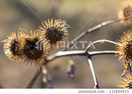 Arctium lappa, Lesser burdock dry seed heads. Arctium minus, autumn in the meadow with dried flowers burdock, commonly called greater burdock, edible burdock, lappa, beggar's buttons 112604933