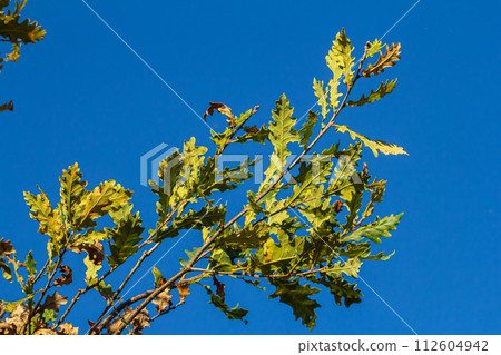 Oak branch with orange leaves in the forest in autumn. Nature background Oak branch with orange leaves in the forest in autumn. Nature background 112604942