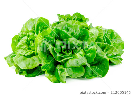 Butter lettuce isolated on white background. Fresh green salad leaves from garden Butter lettuce isolated on white background. Fresh green salad leaves from garden 112605145