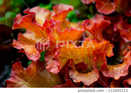 Lollo Rosso lettuce isolated on white background. Fresh green salad leaves from garden 112605153