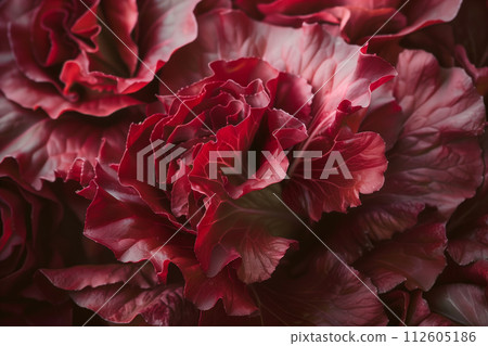 Radicchio rosso or red leaf lettuce isolated on white background. Fresh green salad leaves from garden 112605186