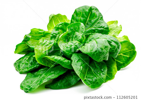 Crisphead, or iceberg lettuce isolated on white background. Fresh green salad leaves from garden 112605201