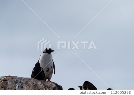 Close-up of a Gentoo Penguin on Trinity Island. 112605258