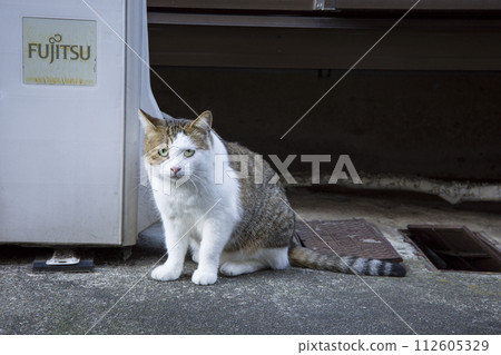 Stray cat Stray cat 112605329