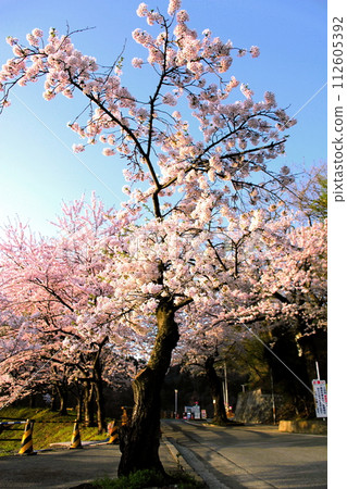 Cherry Blossoms	 112605392