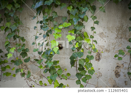 牆和草 牆和草 112605401