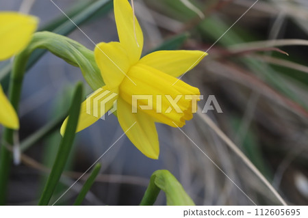 早春花園裡盛開的黃色迷你水仙花（四酒石酸）花 112605695
