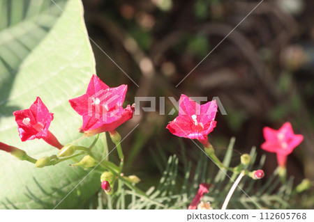 Cypress Vine flower plant on farm 112605768