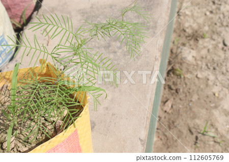 Cypress Vine flower plant on farm Cypress Vine flower plant on farm 112605769